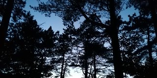 Fledermausabend für Familien
