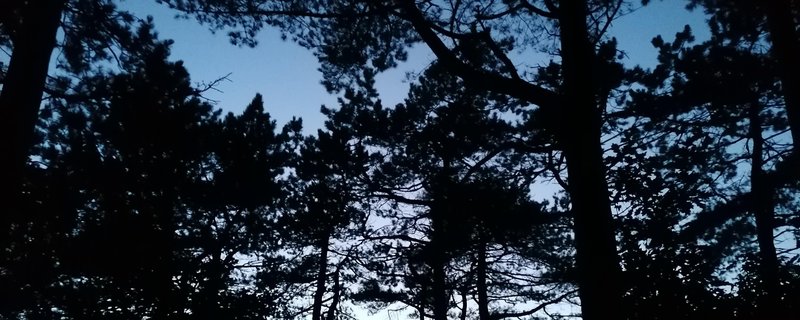 Fledermausabend für Familien