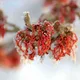 Sonderöffnung: Winterblüte im Park