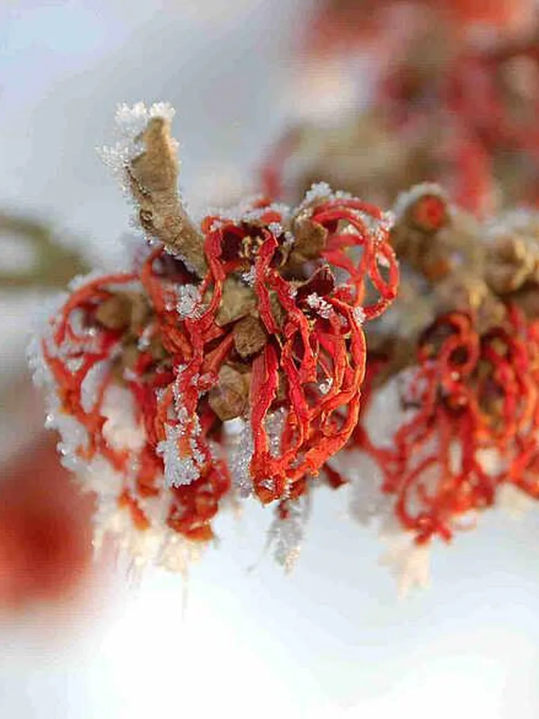 Sonderöffnung: Winterblüte im Park