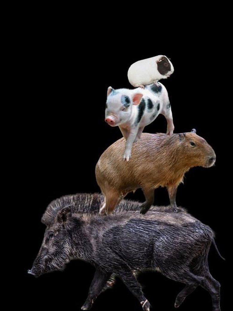 Cup der Superschweine 2026