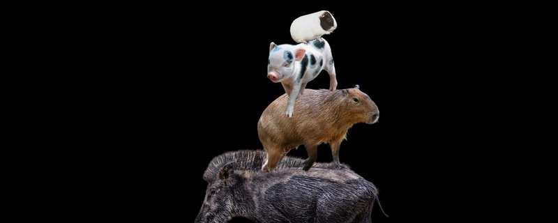 Cup der Superschweine 2026