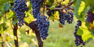 Wine & Dine im Eiden