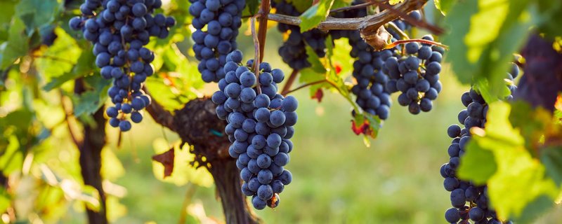 Wine & Dine im Eiden