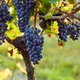 Wine & Dine im Eiden
