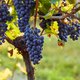 Wine & Dine im Eiden