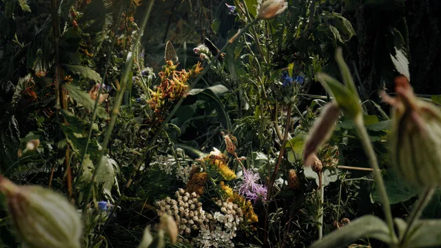 Insekten - Helden im Verborgenen