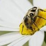 „Kleine Insektenrunde“ durch den Insektenschutz-Schaugarten