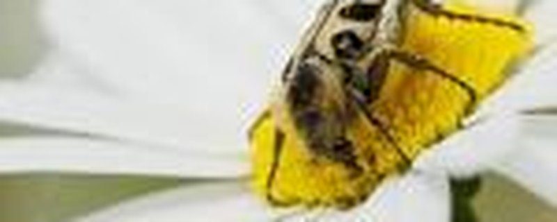 „Kleine Insektenrunde“ durch den Insektenschutz-Schaugarten