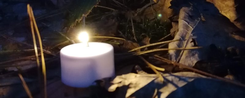 Nachts im Wernerwald