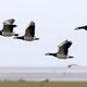 Dieses Jahr muss es klappen - eine aufregende Zugvogelgeschichte