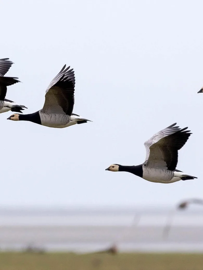 Vogelbeobachtung an der Elbe
