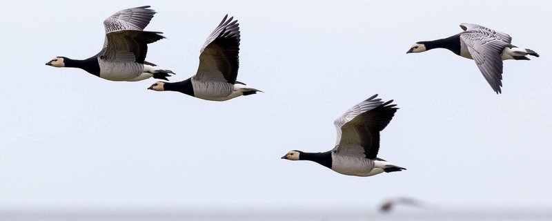 Vogelbeobachtung an der Küste