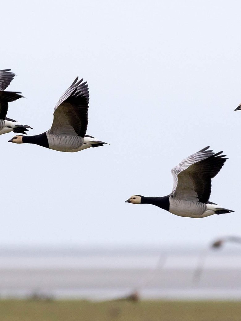 Vogelbeobachtung an der Küste
