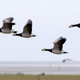 Vogelbeobachtung an der Küste