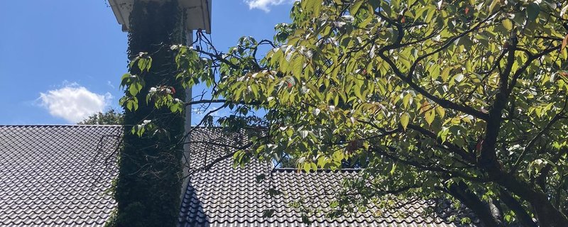 Mit Gefühl! 7 Wochen ohne Härte