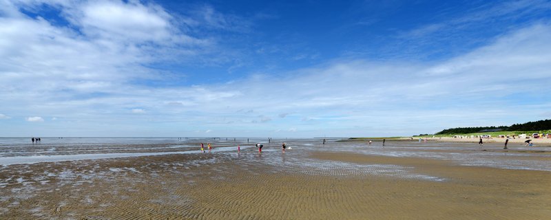 Lebendiges Wattenmeer