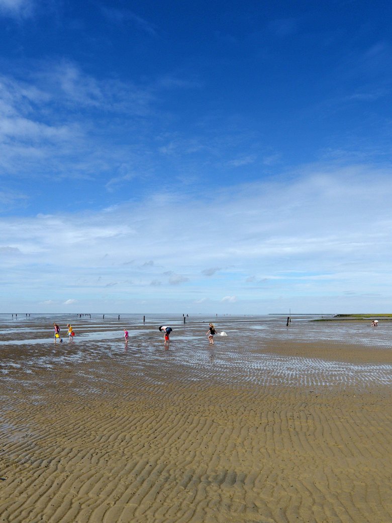 Lebendiges Wattenmeer