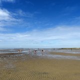 Lebendiges Wattenmeer