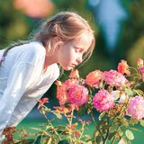 Die Welt der Rosen