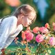 Die Welt der Rosen