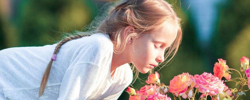 Die Welt der Rosen
