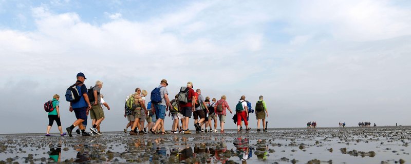 Das Watt lebt