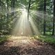 Vom Wald zu dir selbst - Deine 2 Stunden Mini-Auszeit