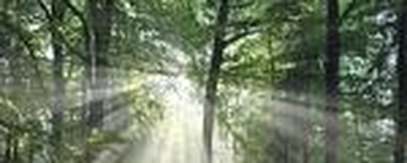 Vom Wald zu dir selbst - Deine 2 Stunden Mini-Auszeit