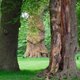 Wald im Wandel - Gemeinsam auf Spurensuche im…