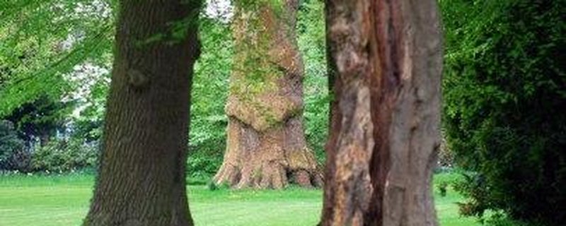 Wald im Wandel - Gemeinsam auf Spurensuche im…