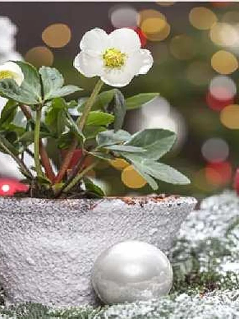 Seniorenadvent
