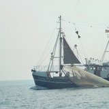 Film: Rund um die Nordseekrabbe