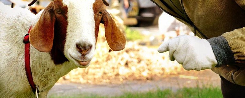 Werner Momsen - „Momsen, Tiere, Sensationen“