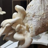 Einführung in die Pilzzucht