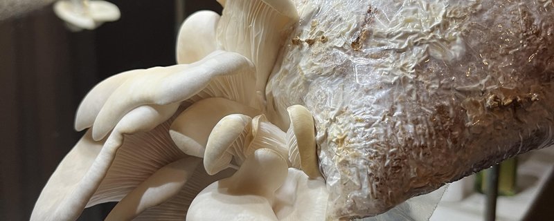 Einführung in die Pilzzucht