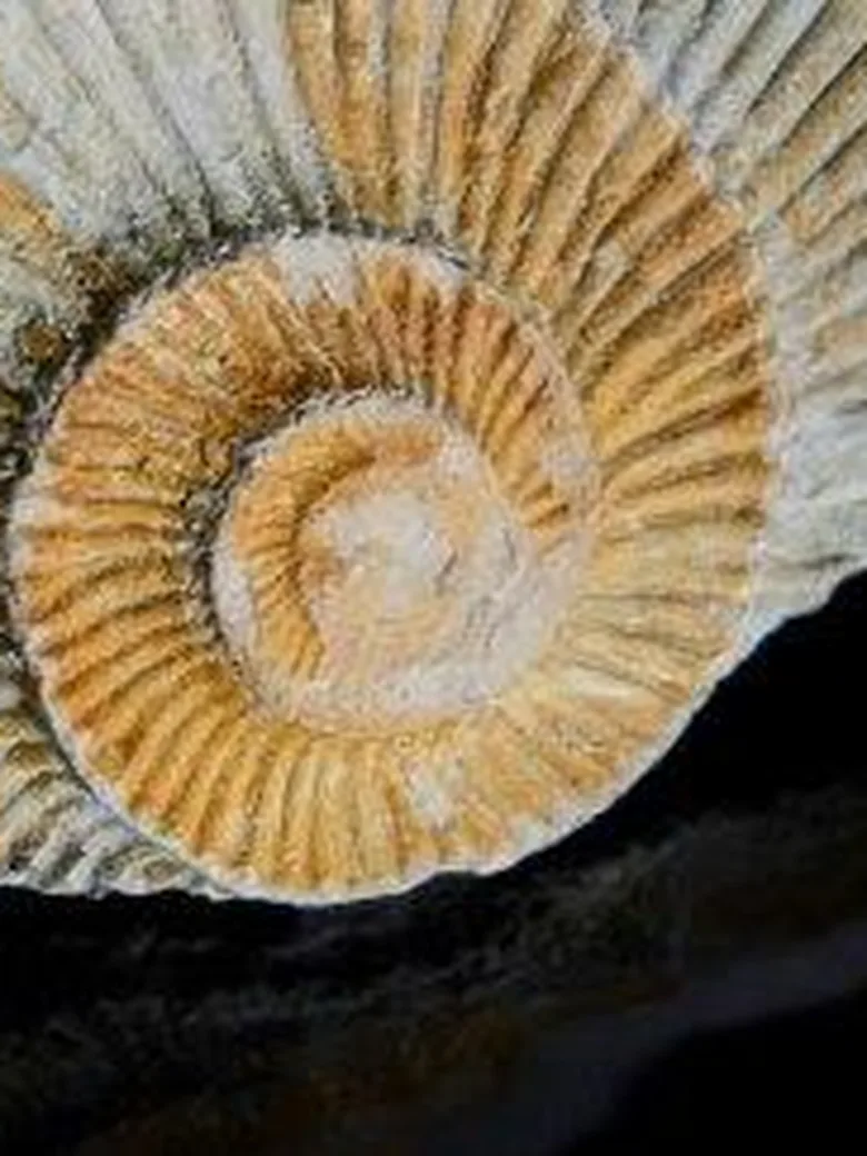 Fossilien und Mineralien