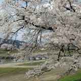 "Sukiyaki, Hühner-Attacke, Einstürzende…