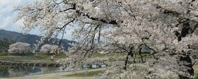 "Sukiyaki, Hühner-Attacke, Einstürzende…