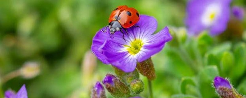 DER MAI IST GEKOMMEN - Frühlingskonzert der Ansgarii-Chöre