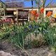 Pflanzen aus Nachbarins Garten