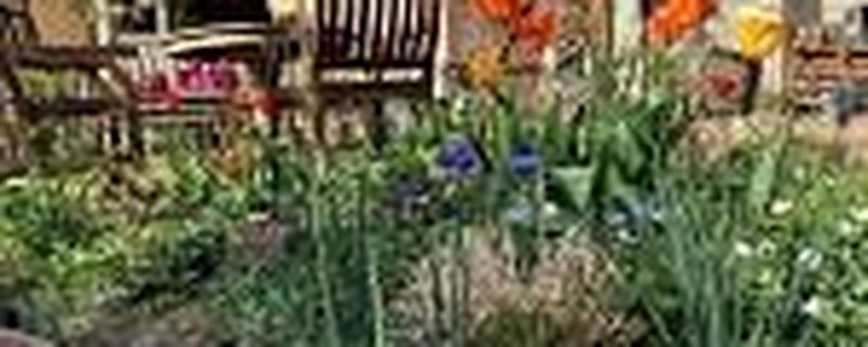 Pflanzen aus Nachbarins Garten