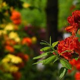 Rhododendron und ihre Begleiter im Park