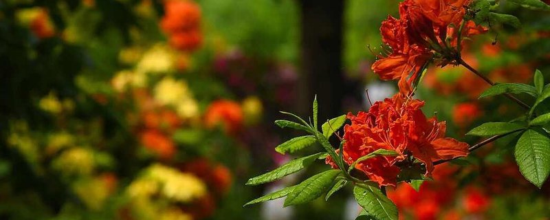 Rhododendron und ihre Begleiter im Park