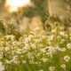 Garten im Wandel - Blühende Vielfalt zu…