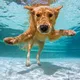 Hundeschwimmen im Freibad Achim
