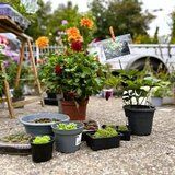 Huder Staudenflohmarkt im Herbst