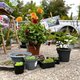 Huder Staudenflohmarkt im Herbst