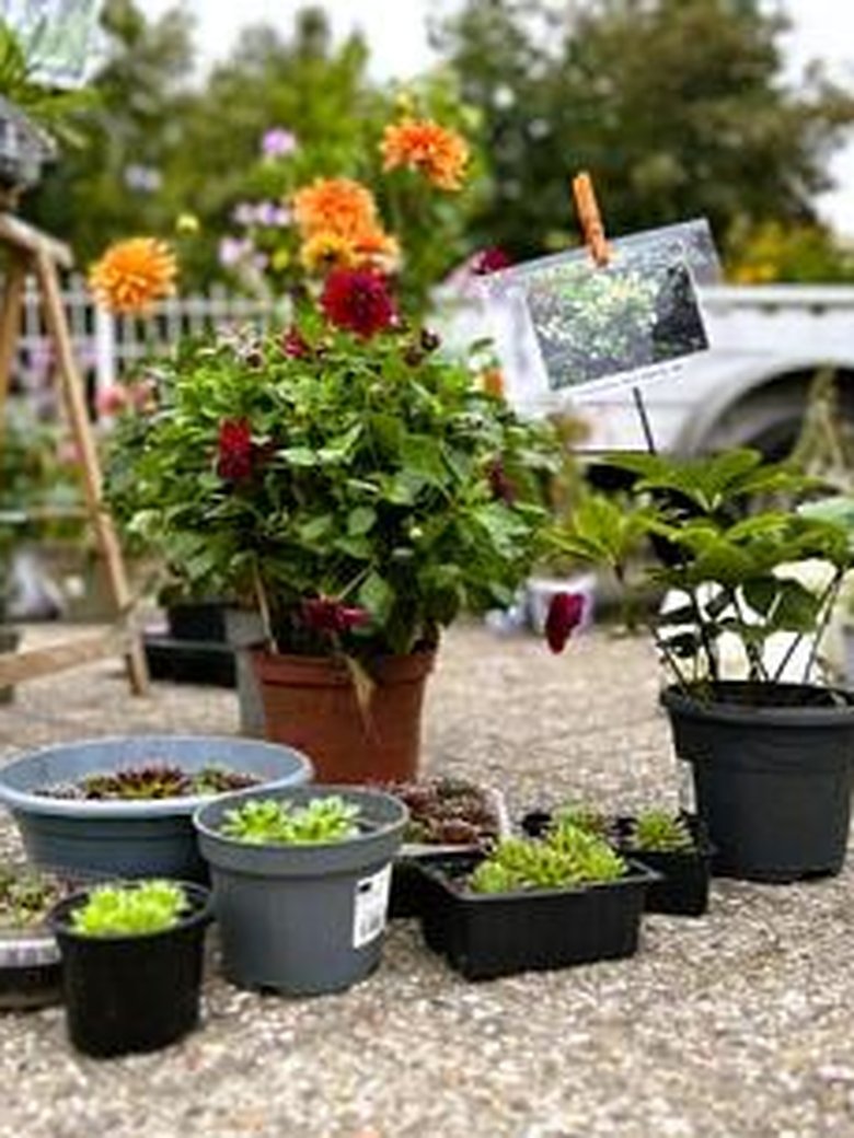 Huder Staudenflohmarkt im Herbst