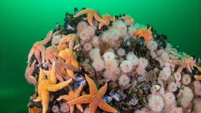 Die Wilde Nordsee - Natur, die sich nicht zähmen lässt